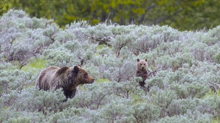 Grizzly Sow and Cub