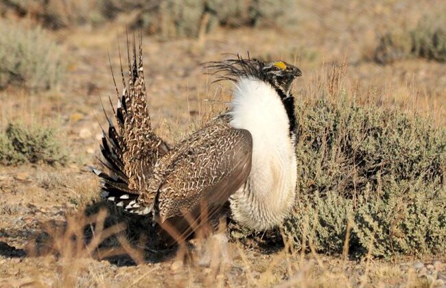 Sage Grouse