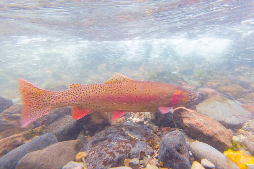 Yellowstone Cutthroat Trout spawning. NPS Photo Jacob W Frank