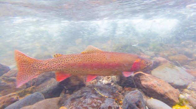Yellowstone Cutthroat Trout spawning. NPS Photo Jacob W Frank