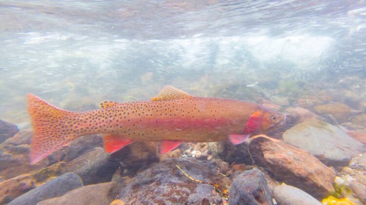 Yellowstone Cutthroat Trout spawning. NPS Photo Jacob W Frank