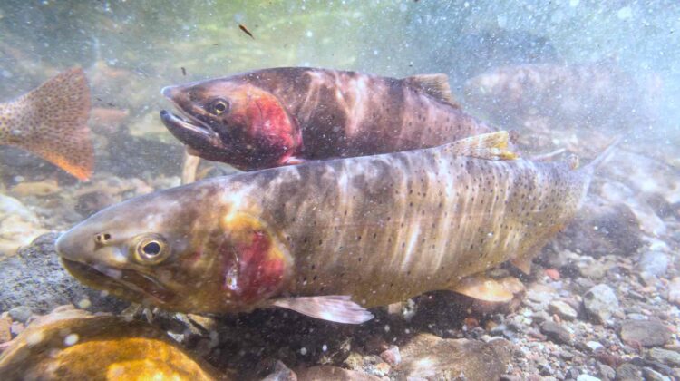 Yellowstone Cutthroat Trout
