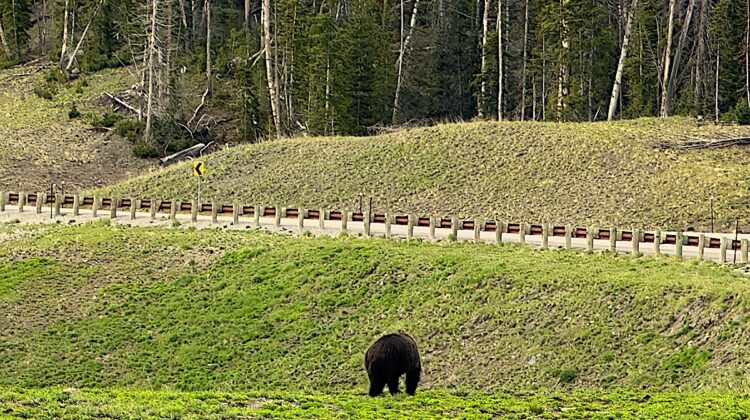 Grizzly