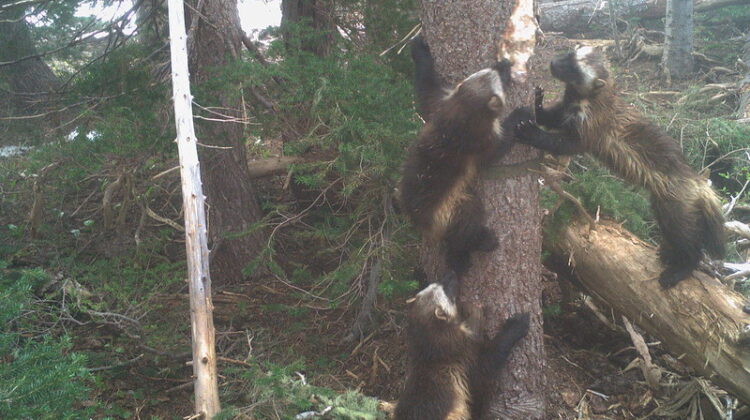 Wolverine