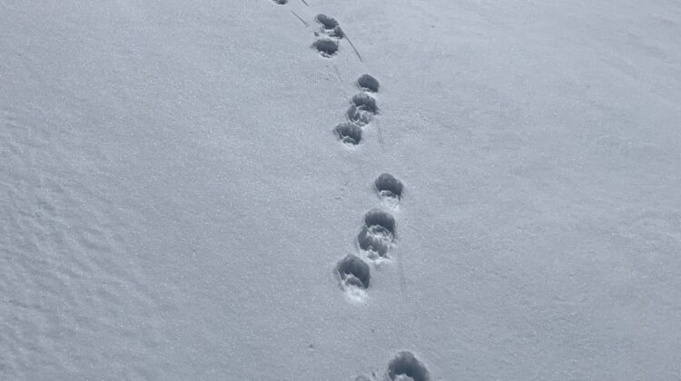 North American Wolverine Gains Federal Protection Photo NPS