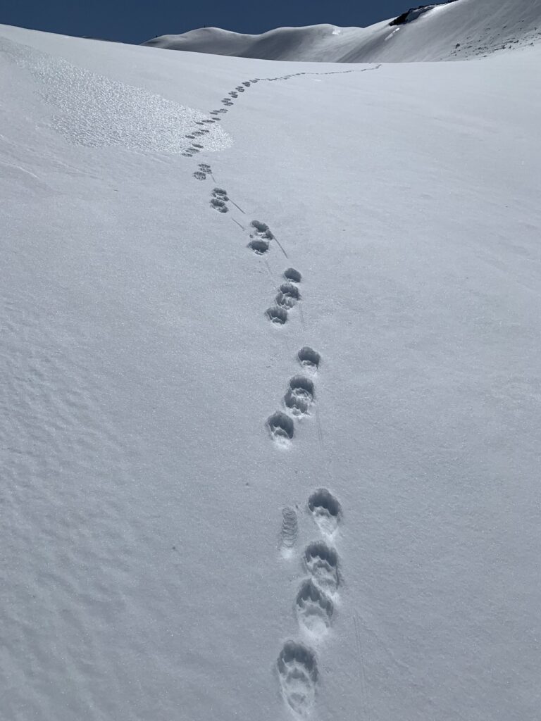 North American Wolverine Gains Federal Protection Photo NPS