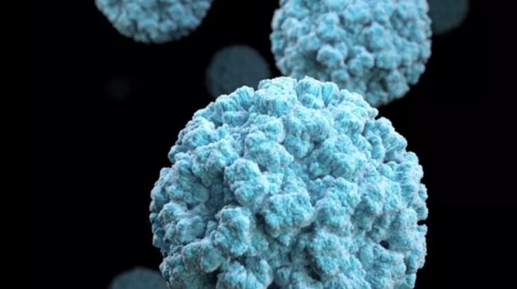 noroviruses