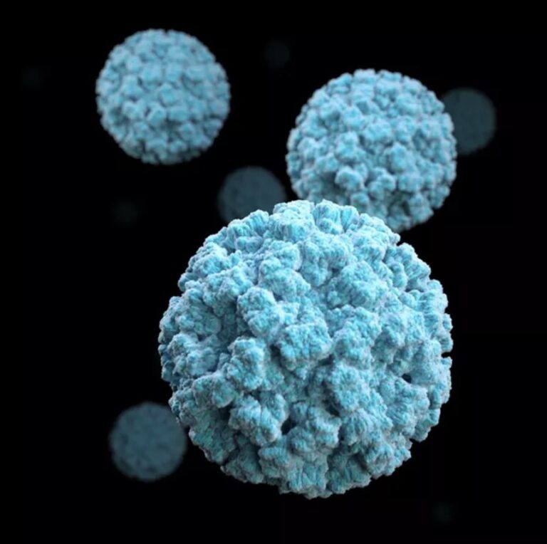 noroviruses