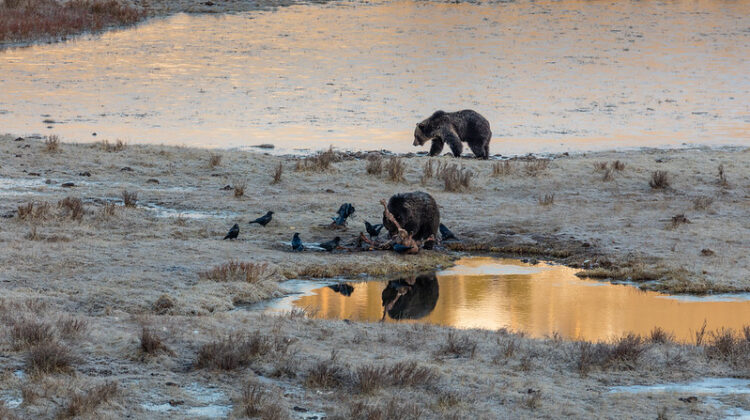 Yellowstone Grizzlies