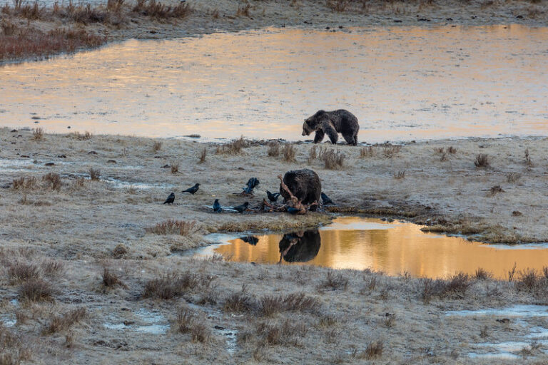 Yellowstone Grizzlies