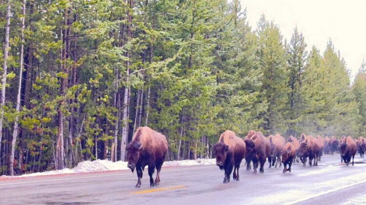 Yellowstone Bison