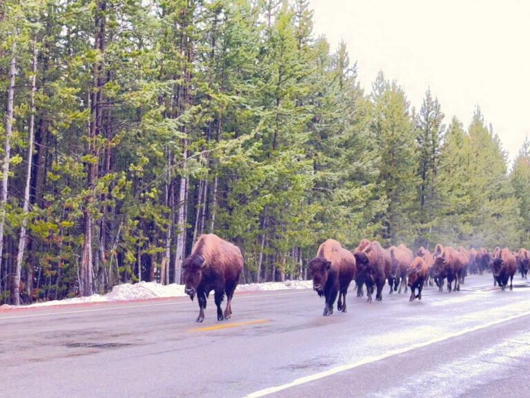 Yellowstone Bison