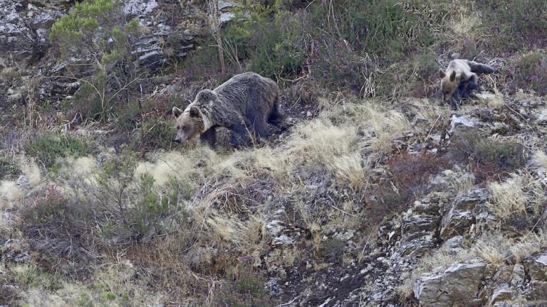 Pyrenees Brown Bear
