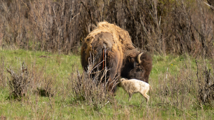 White Bison