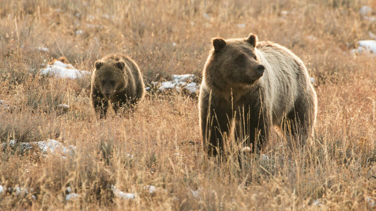 Grizzly