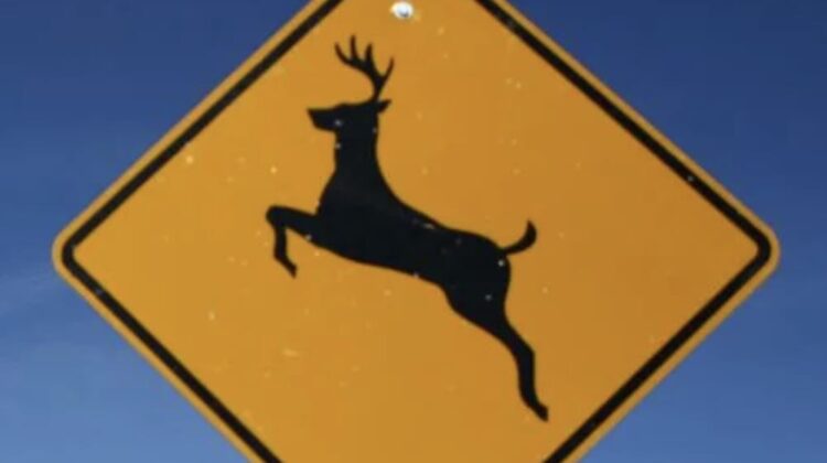 Roadkill Regs