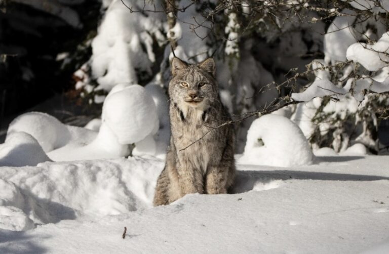 Canada lynx. Credit: Ryan Pennesi / USFS