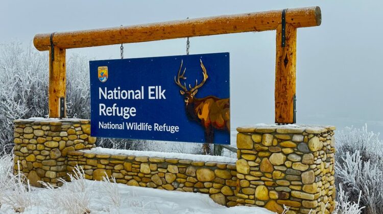 National Elk Refuge Reports on Elk Movement, Ungulate Counts, and Feeding Program Adjustments